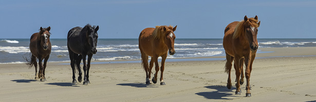 Spanish mustangs wild horses on the beach in north carolina