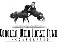 corolla-wild-horse-fund