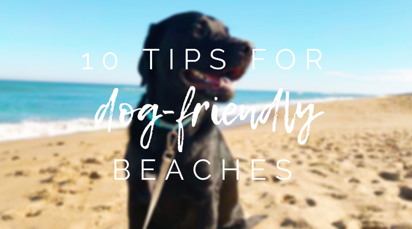 10 Tips for Dog Friendly Beaches